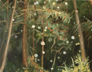 Portola Redwoods